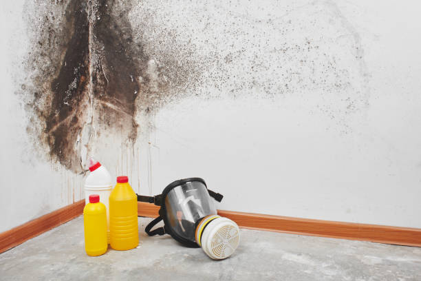 Best Office Mold Removal Services  in Kingston Estates, NJ