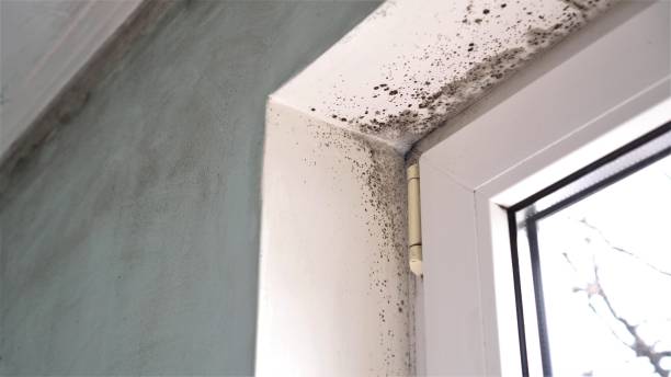 Best Mold Removal Near Me  in Kingston Estates, NJ