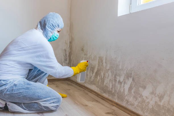 Best Toxic Mold Removal  in Kingston Estates, NJ