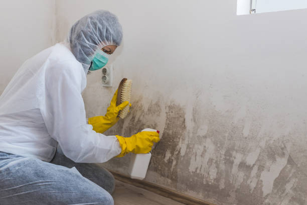 Professional Mold Removal in Kingston Estates, NJ