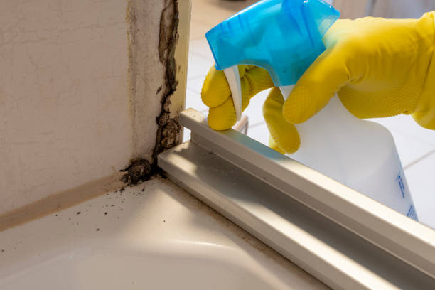 Best Certified Mold Removal  in Kingston Estates, NJ