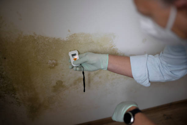 Best Professional Mold Removal  in Kingston Estates, NJ