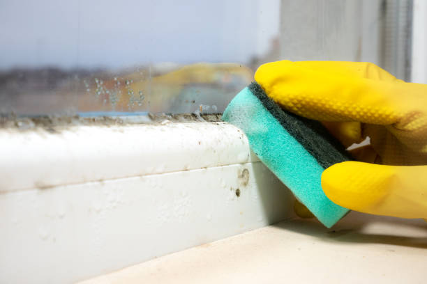 Best Commercial Mold Removal  in Kingston Estates, NJ