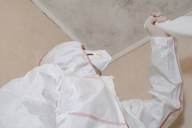 Best Same-Day Mold Removal  in Kingston Estates, NJ