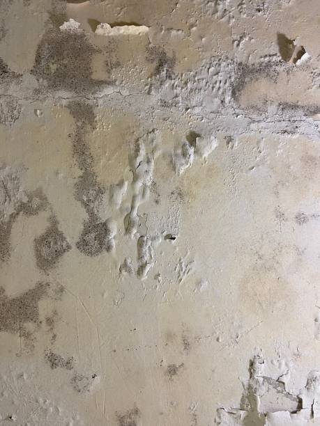 Best Mold Remediation  in Kingston Estates, NJ