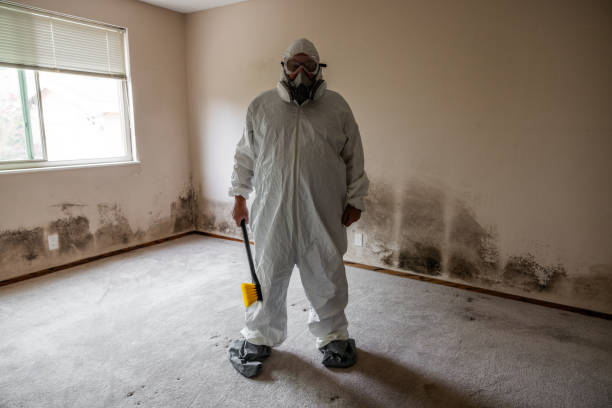 Best Mold Removal Company Near Me  in Kingston Estates, NJ