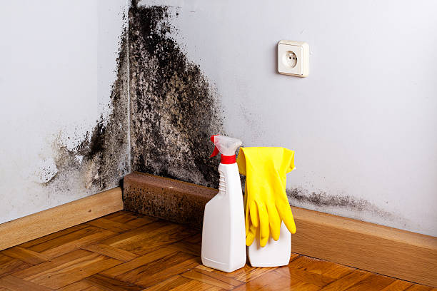 Best Fast Mold Removal  in Kingston Estates, NJ