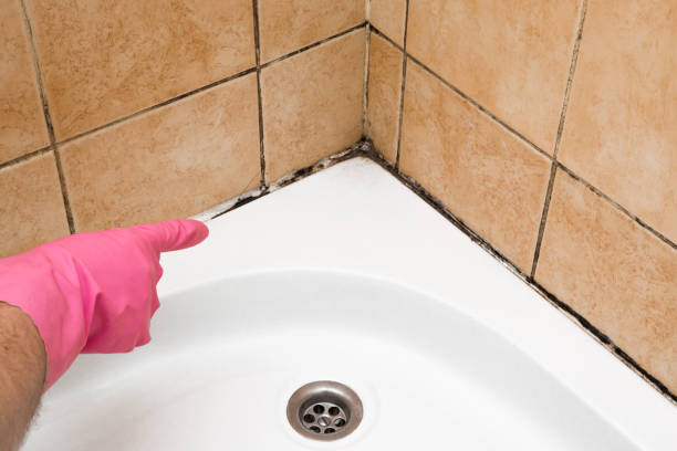 Best Attic Mold Removal  in Kingston Estates, NJ